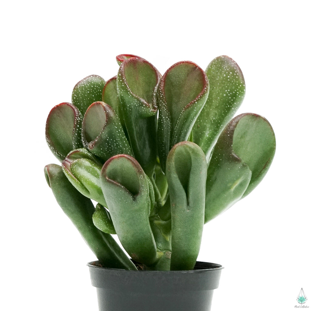 large ogre ear succulent Crassula 