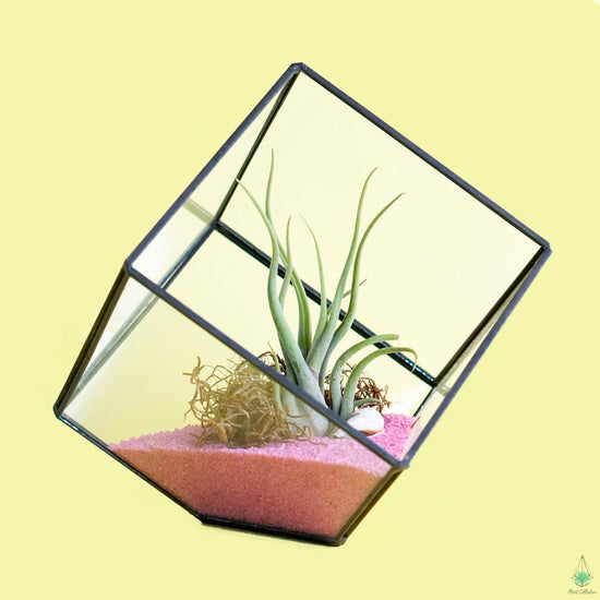 DIY Air Plant Terrarium Kit - Cube - Plant Collective
