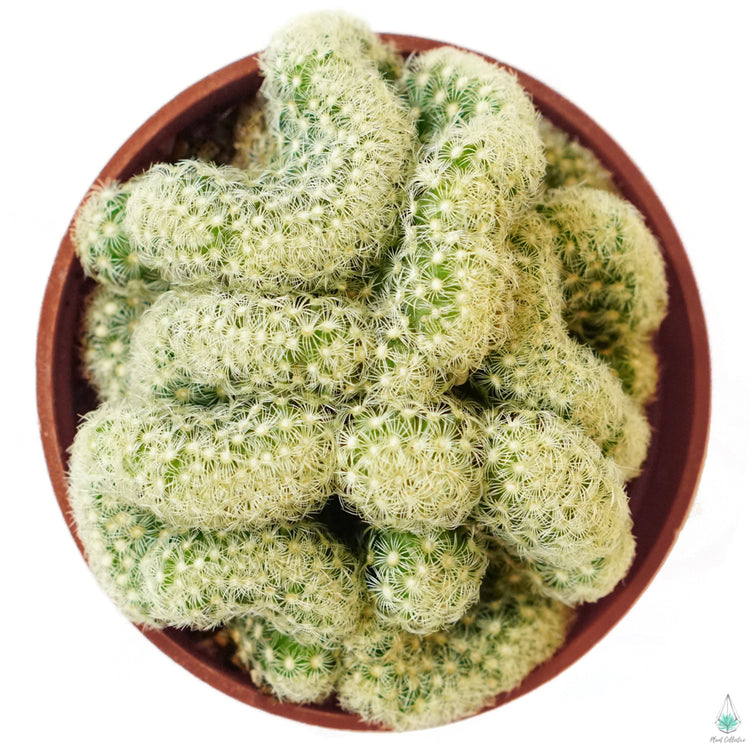 Brain Cactus