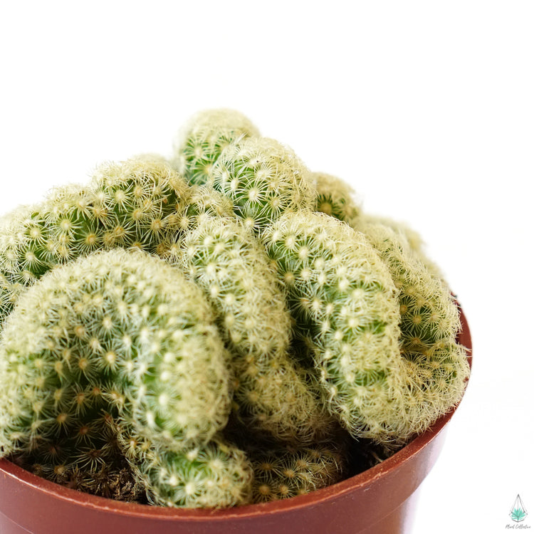 Brain Cactus