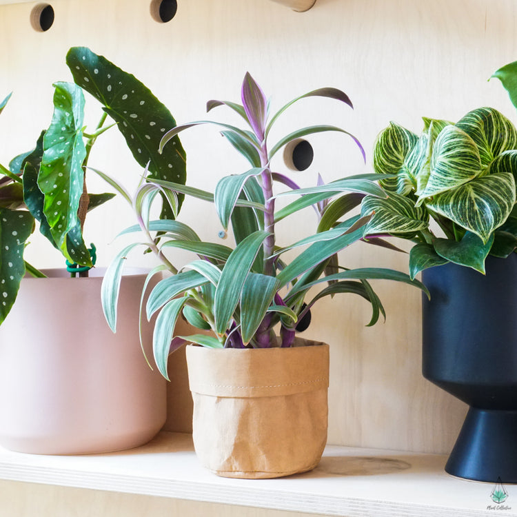 Kraft Bag Planter