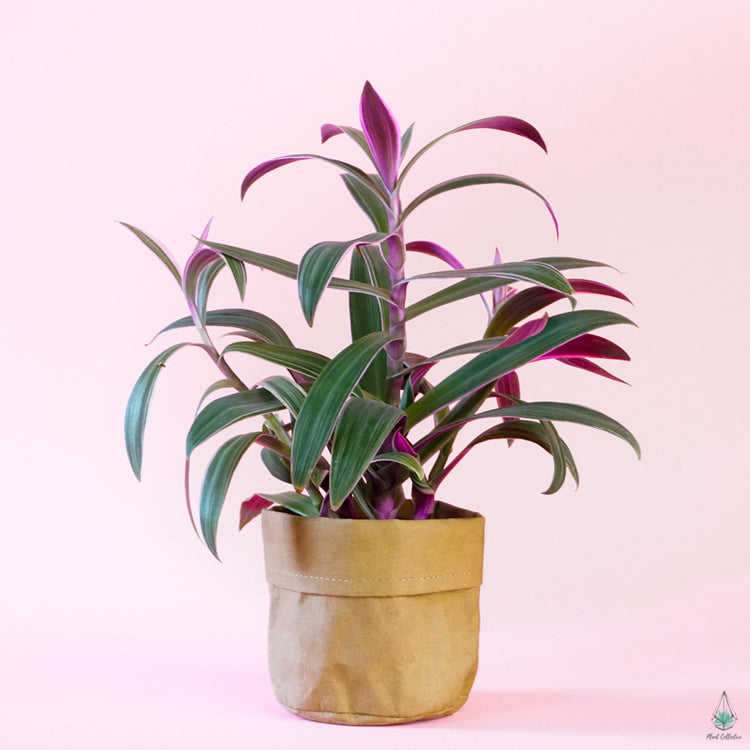 Kraft Bag Planter