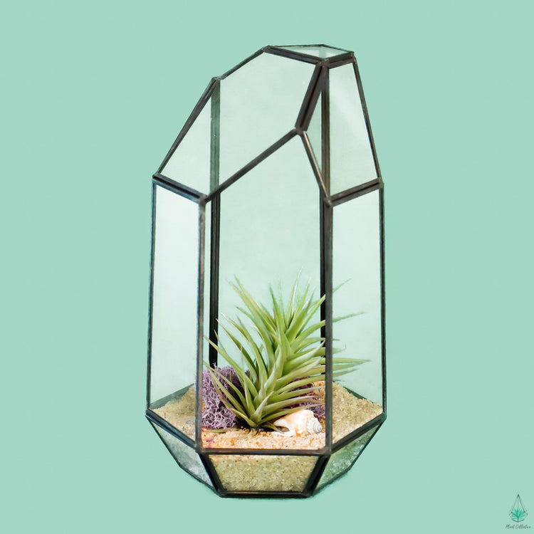 DIY Air Plant Terrarium Kit - Tower - Plant Collective