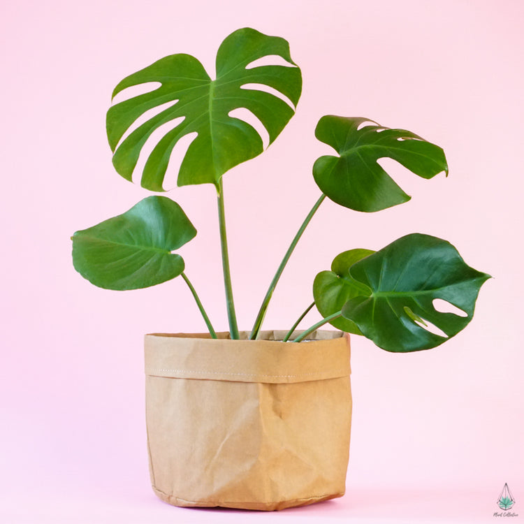 Kraft Bag Planter