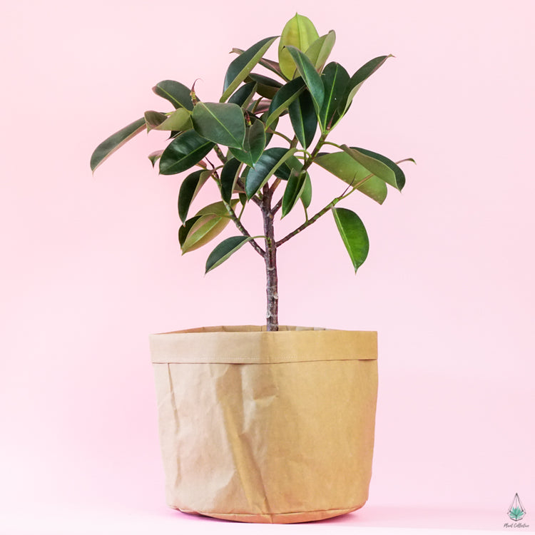 Kraft Bag Planter
