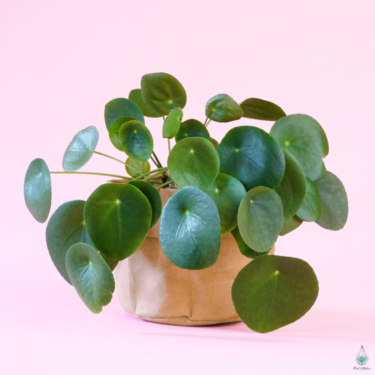 Kraft Bag Planter
