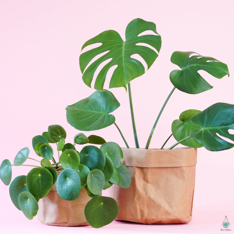 Kraft Bag Planter