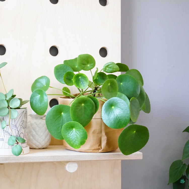 Kraft Bag Planter