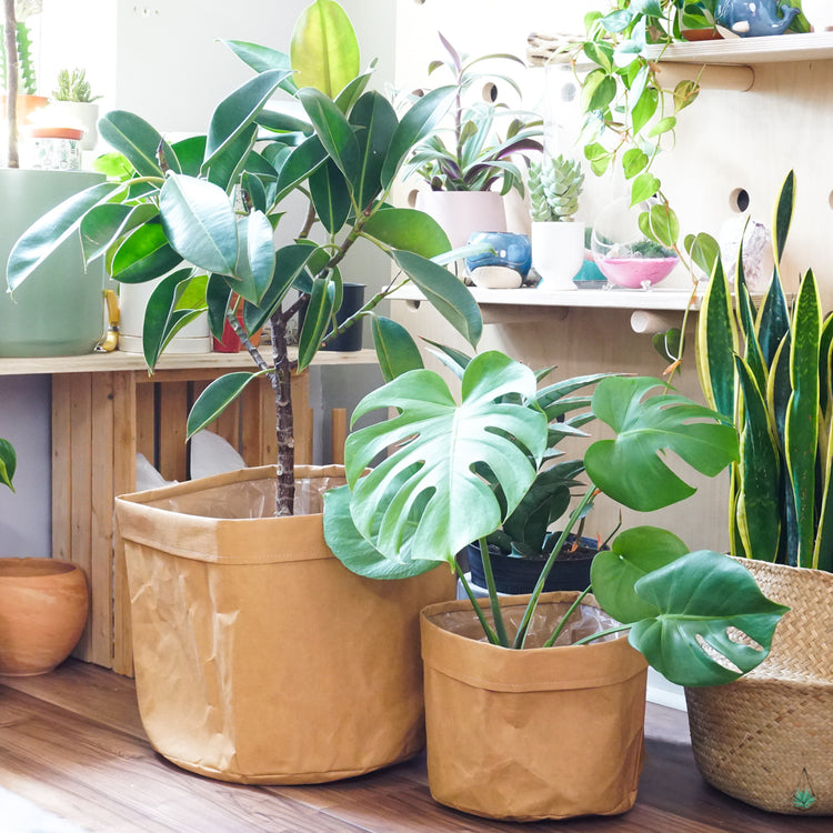 Kraft Bag Planter