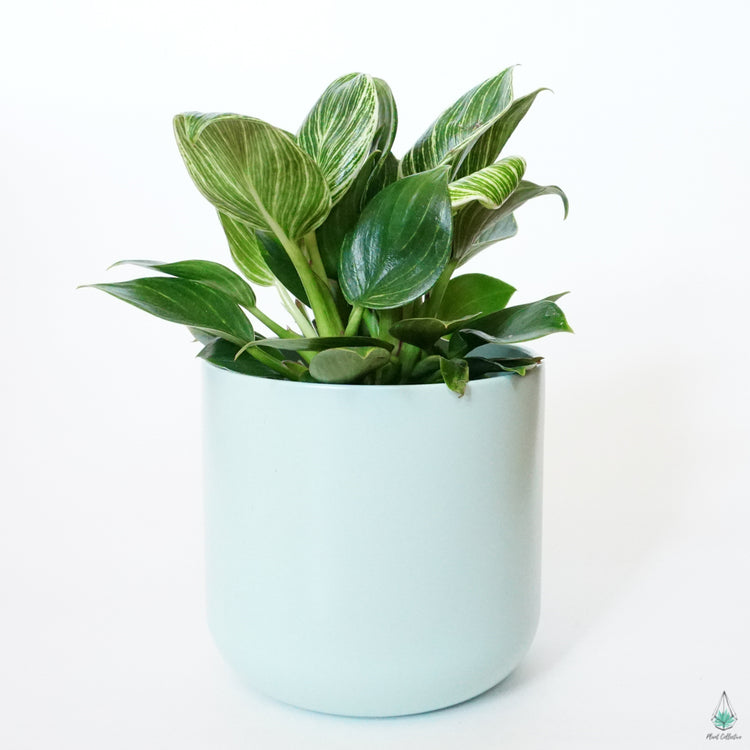 Classic Pot