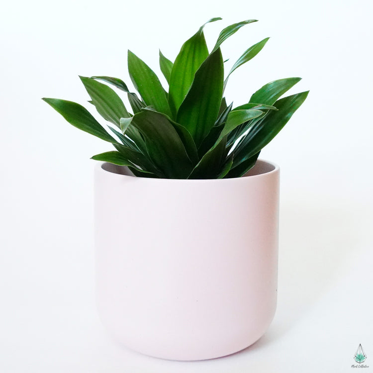 Classic Pot