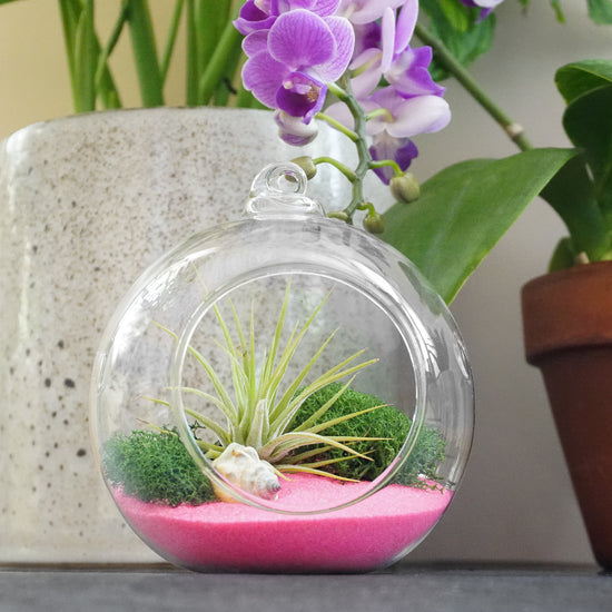 DIY Air Plant Terrarium Kit - Hanging Globe - Plant Collective
