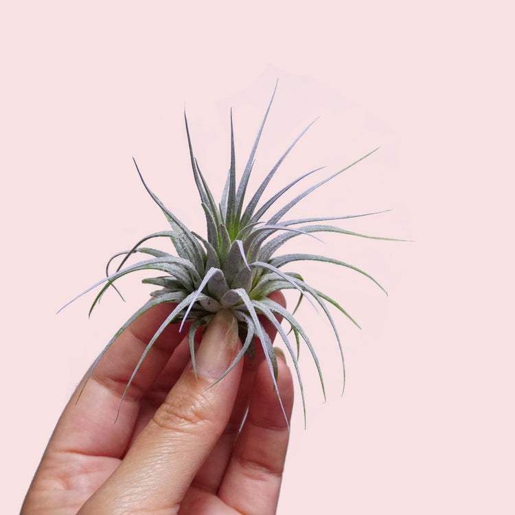 Blooming Tillandsia Ionantha (LILAC)
