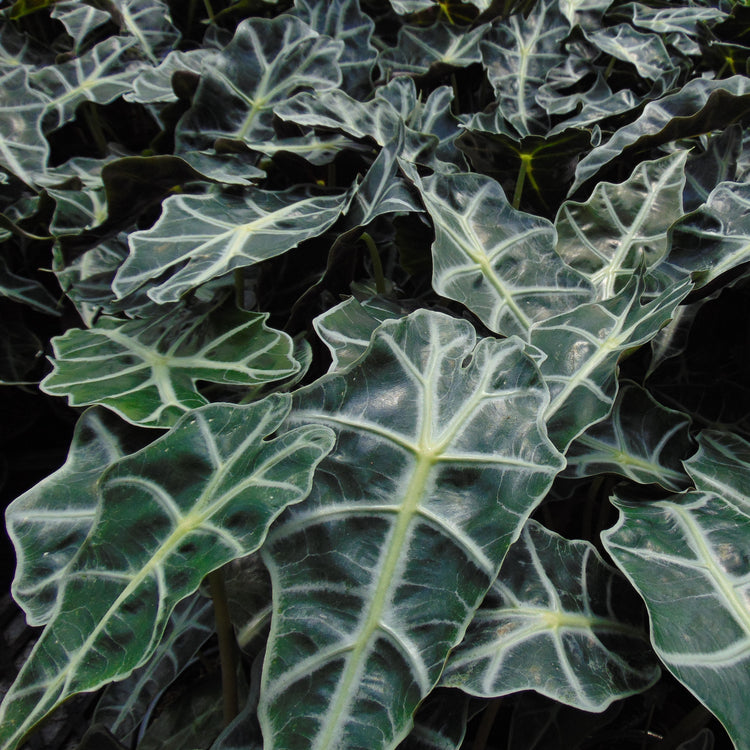 Alocasia Polly - Plant Collective