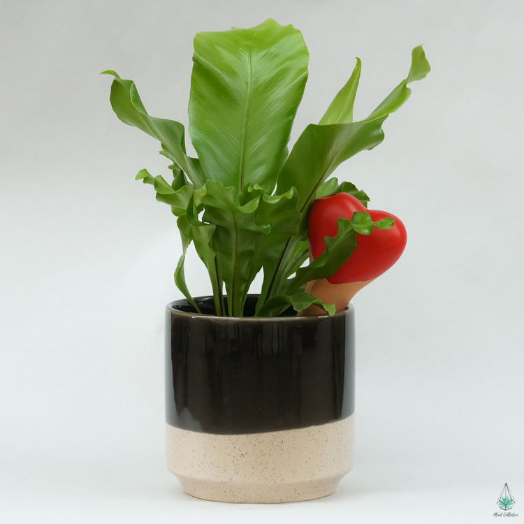 Plant Watering Spikes - Heart