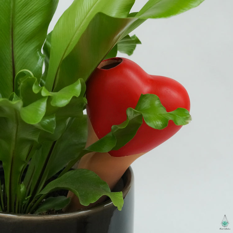 Plant Watering Spikes - Heart
