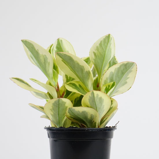 Assorted Peperomia - Plant Collective