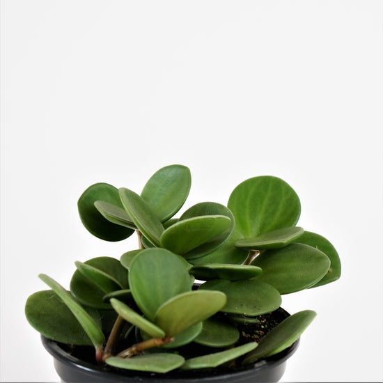 Assorted Peperomia - Plant Collective