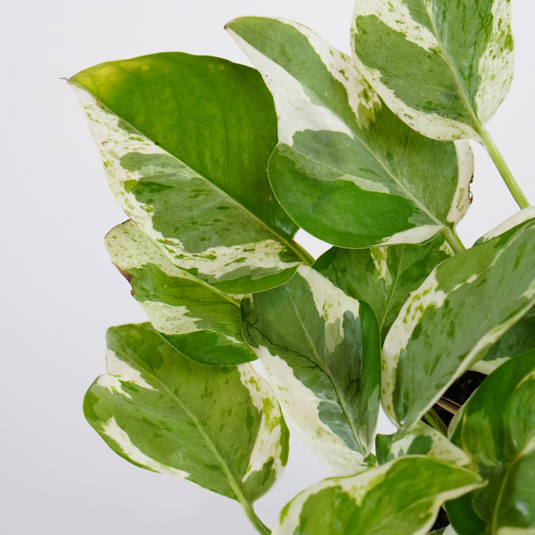 Assorted Pothos