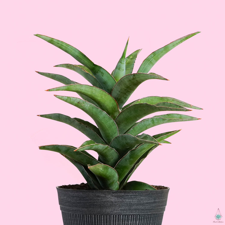 Snake Plant (Samurai)