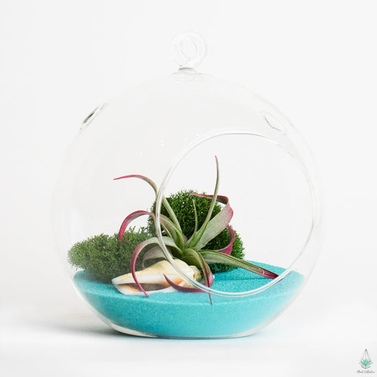 DIY Air Plant Terrarium Kit - Hanging Globe - Plant Collective