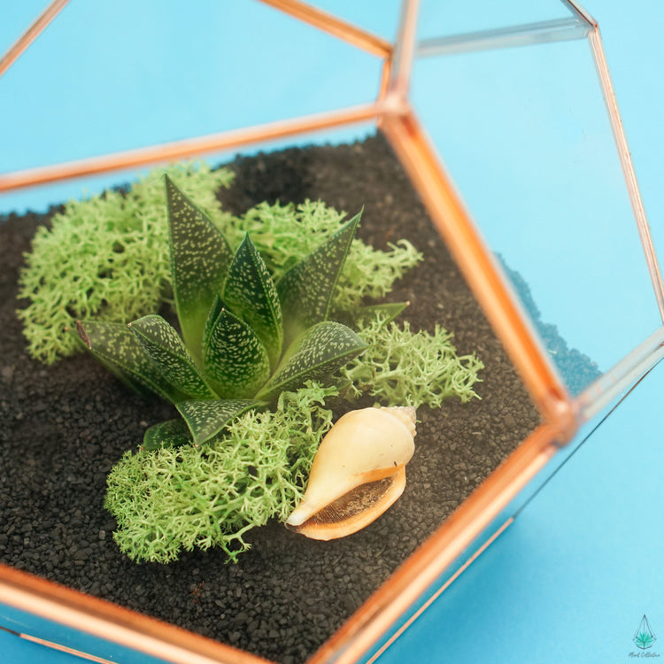 DIY Succulent Terrarium Kit - Hira - Plant Collective