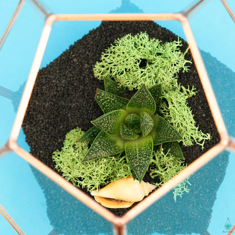 DIY Succulent Terrarium Kit - Hira - Plant Collective