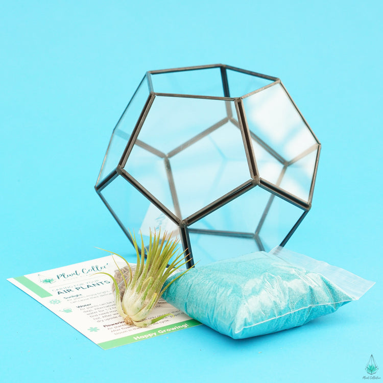 DIY Air Plant Terrarium Kit - Hira