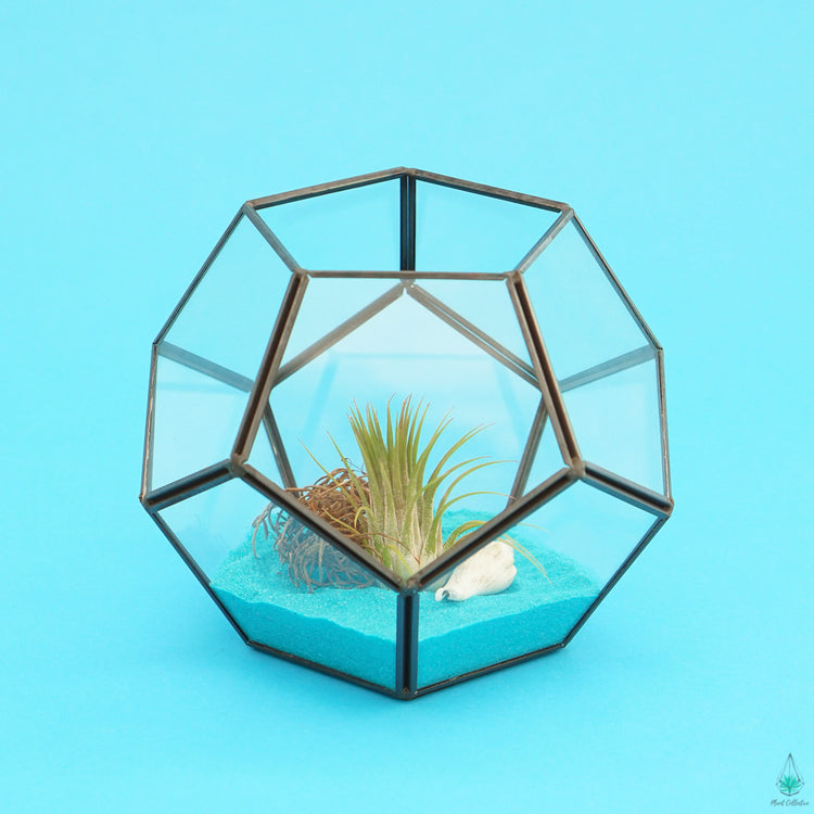 DIY Air Plant Terrarium Kit - Hira