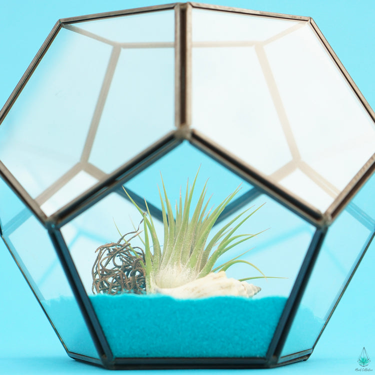 DIY Air Plant Terrarium Kit - Hira