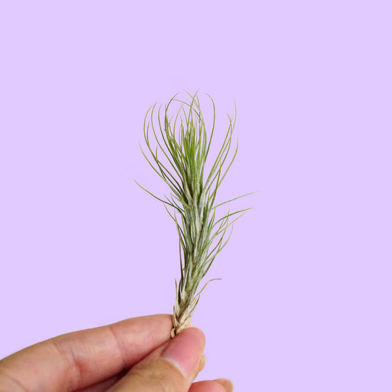 Tillandsia Funckiana - Plant Collective