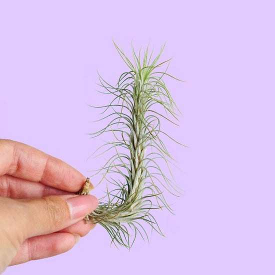 Tillandsia Funckiana - Plant Collective