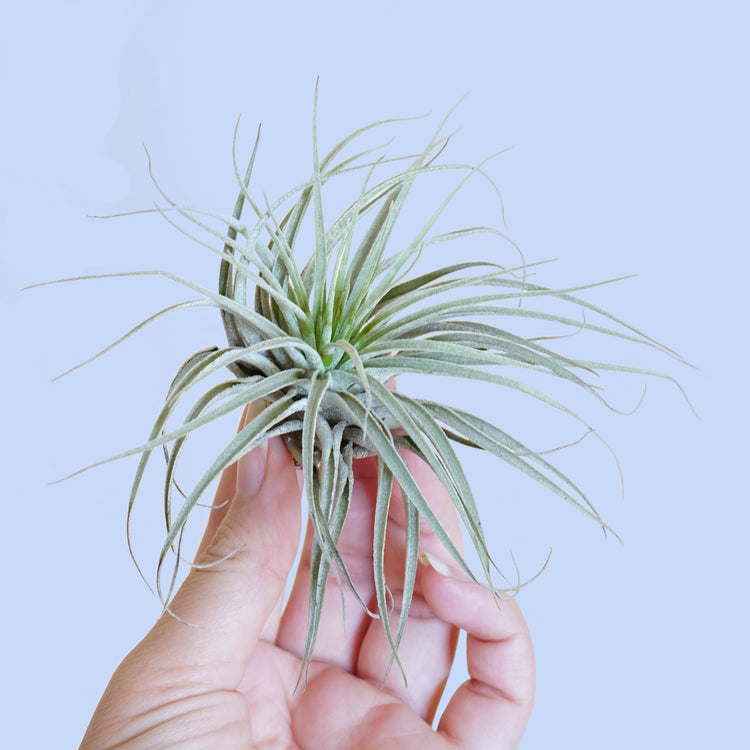 Tillandsia Oaxacana - Plant Collective