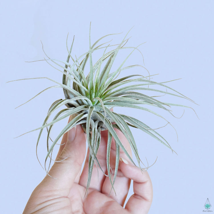 Air Plant Party Pack (Assorted Sizes) - Plant Collective