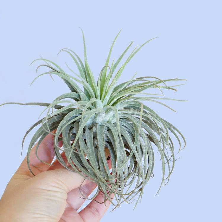 Tillandsia Oaxacana - Plant Collective