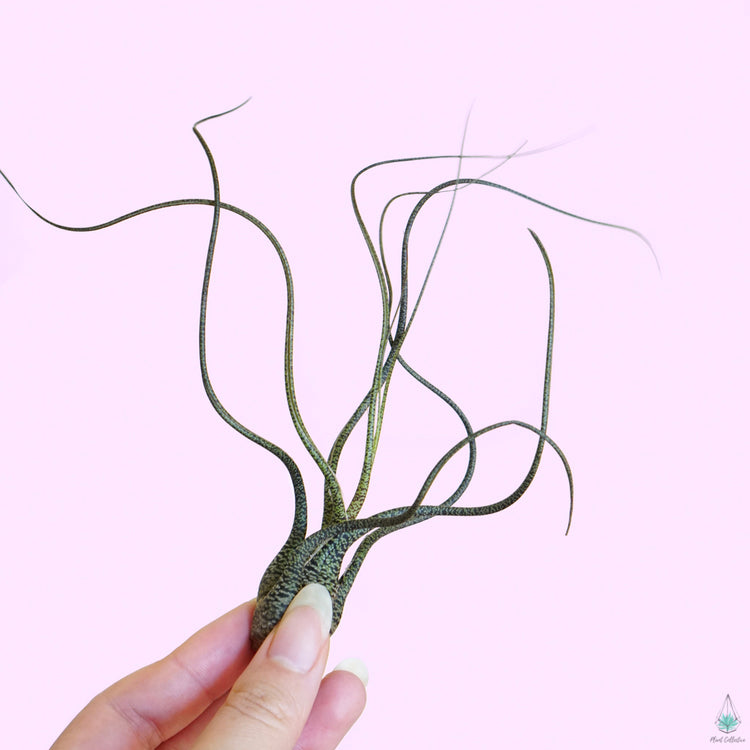 Tillandsia Butzii - Plant Collective