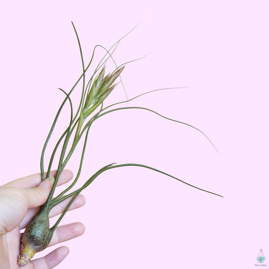 Tillandsia Butzii - Plant Collective