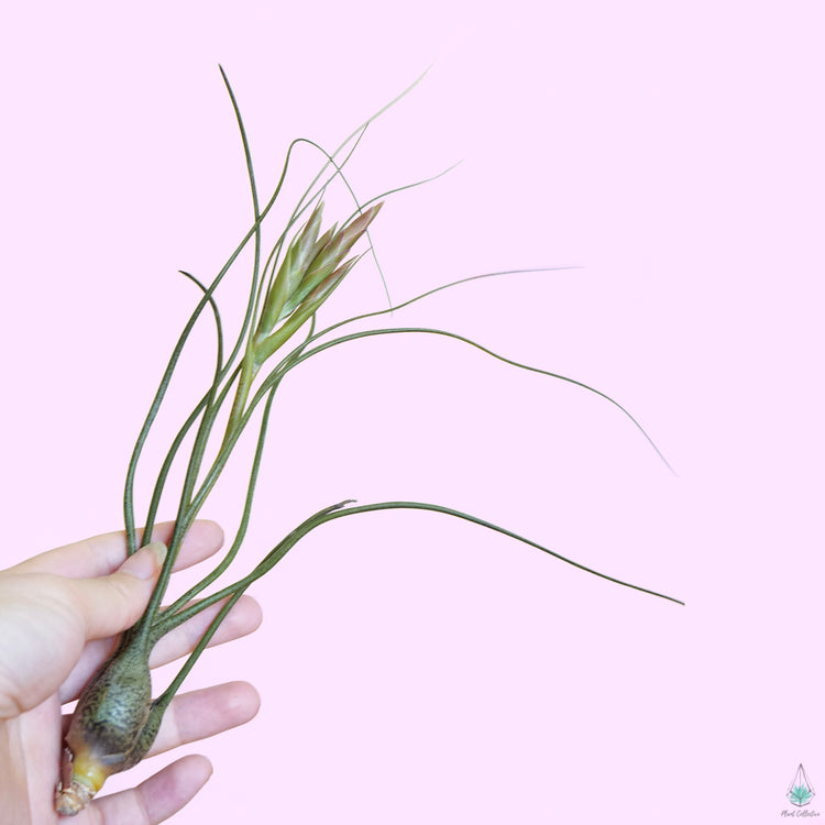 Tillandsia Butzii - Plant Collective