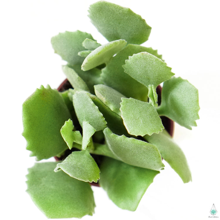 Kalanchoe Millotii