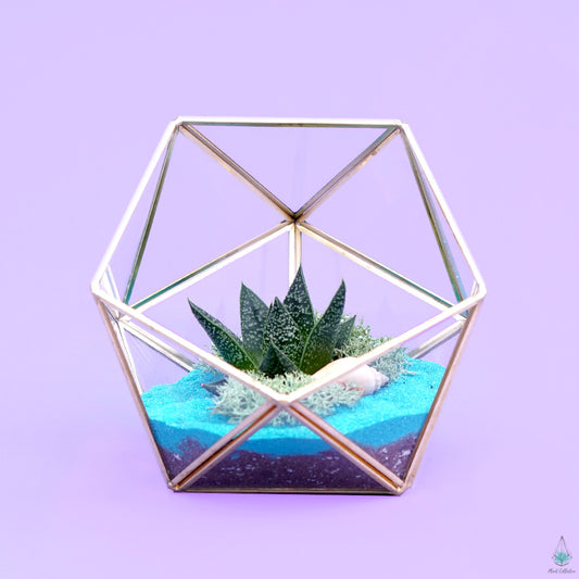 DIY Succulent Terrarium Kit - Demi