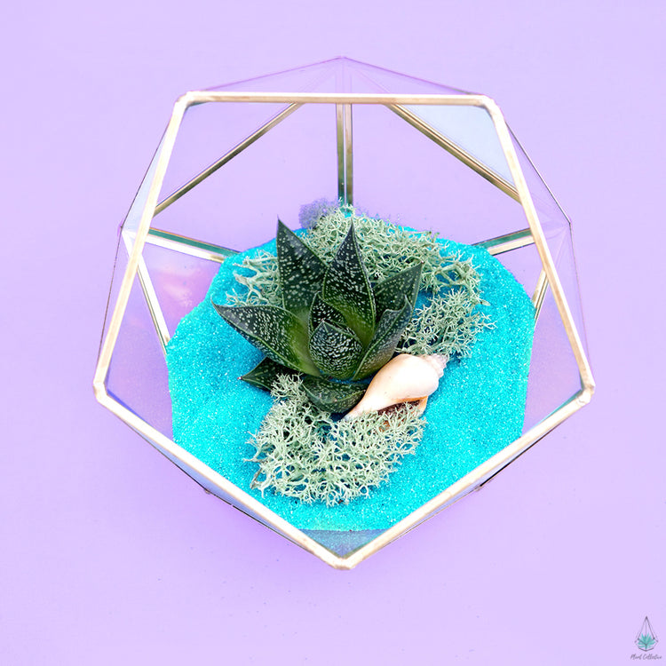 DIY Succulent Terrarium Kit - Demi
