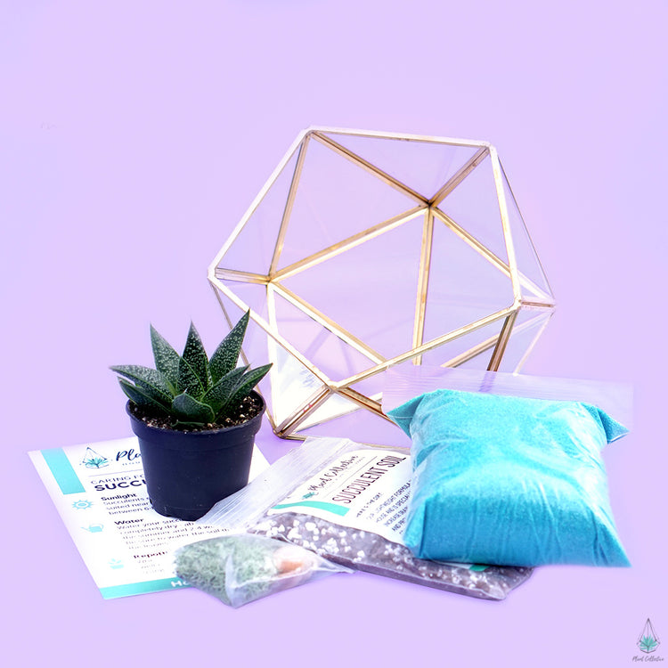 DIY Succulent Terrarium Kit - Demi