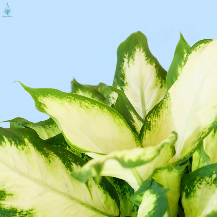Dieffenbachia "Camille"