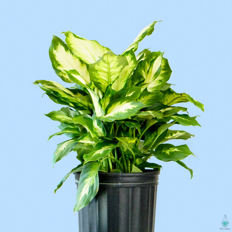 Dieffenbachia "Camille"
