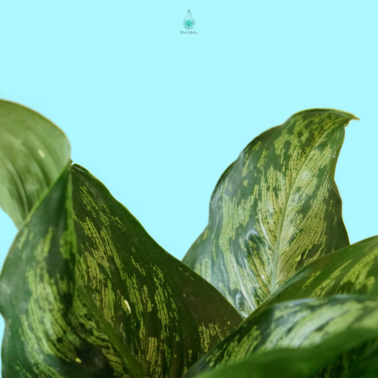 Dieffenbachia "Snow"