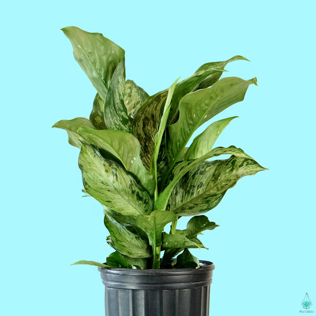 dieffenbachia snow queen Dieffenbachia 