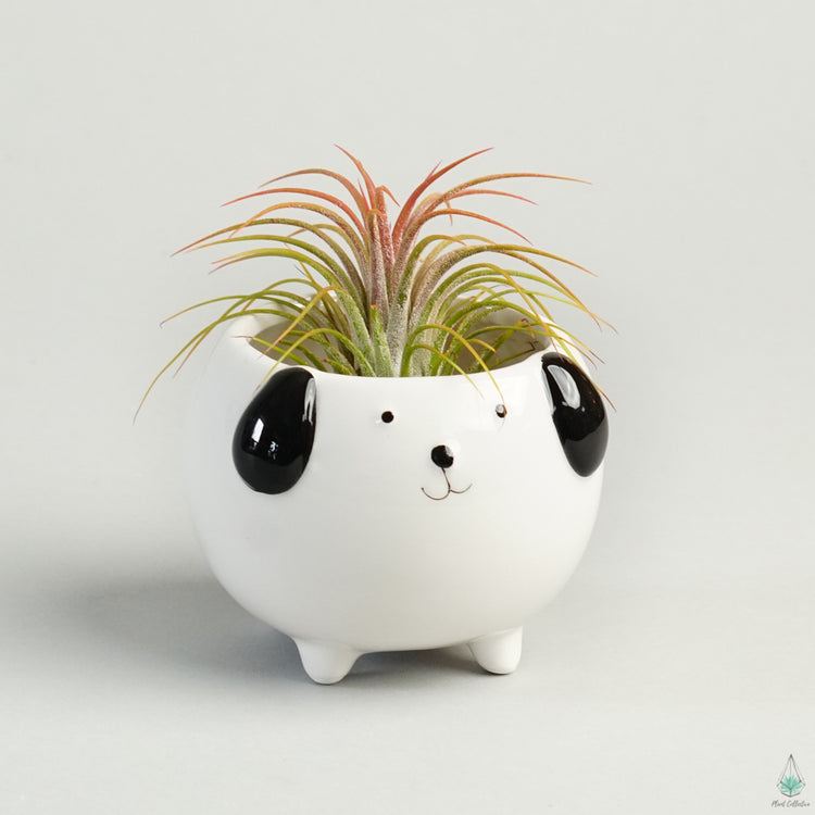 Dog Planter