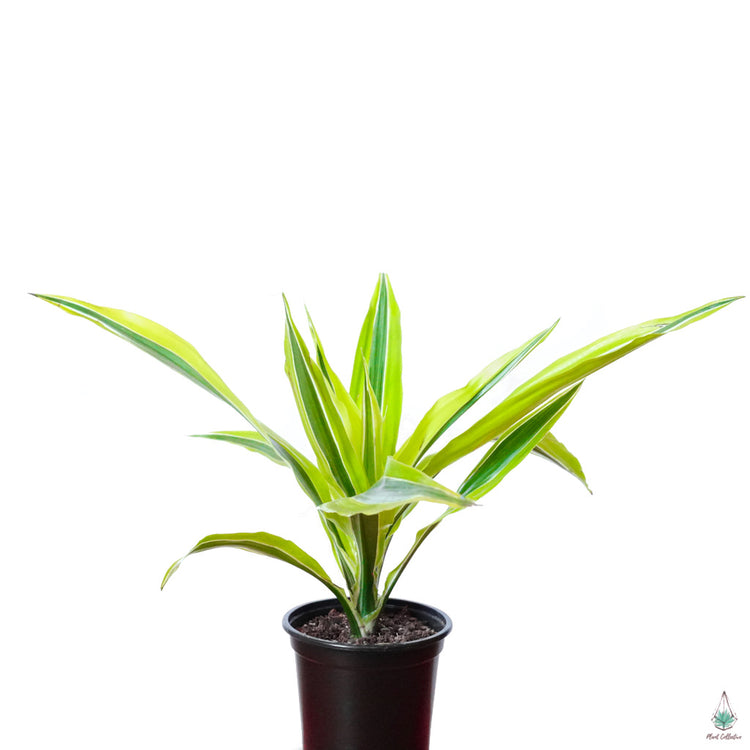 The Tropical House Plant Bundle