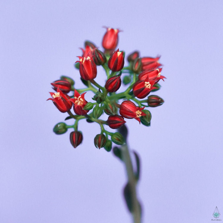 Echeveria Black Knight - Plant Collective