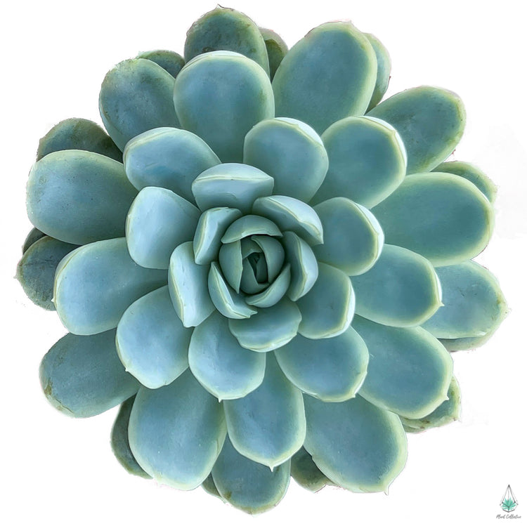 Echeveria Elegans